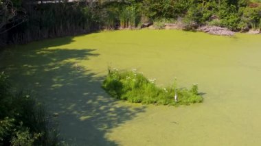 4K gölü üzerindeki gri balıkçıl havadan görünüyor.