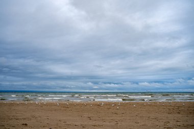 Dalgalı sahilde martılar.