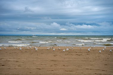 Dalgalı sahilde martılar.