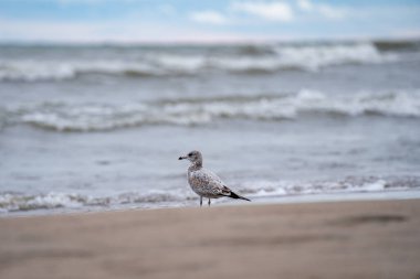 Sahildeki bir martının portresi..