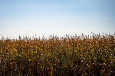 Kurumuş mısır sapları yazın sonunda bir tarlada.