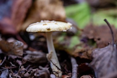 Ormandaki mantar manzarası.