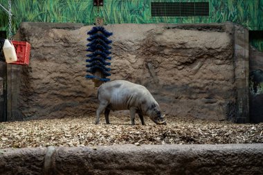 Toronto Hayvanat Bahçesindeki Sulawesi Babirusa Manzarası.