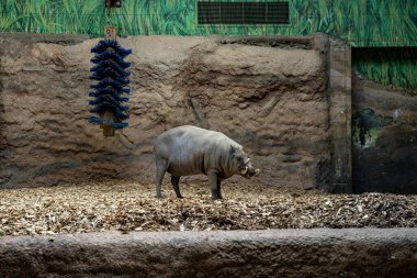 View of Sulawesi Babirusa at the Toronto Zoo. clipart