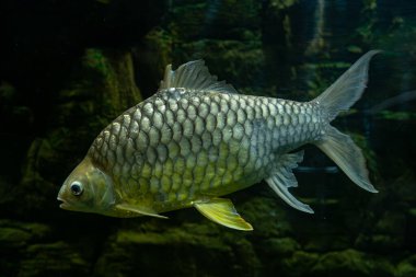 Toronto Hayvanat Bahçesi 'ndeki Goldfin folyo demiri manzarası.