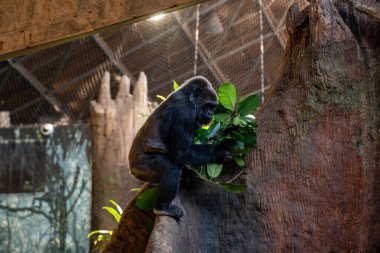Toronto Hayvanat Bahçesindeki Goril Manzarası.