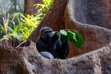 Toronto Hayvanat Bahçesindeki Goril Manzarası.