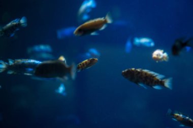 View of cichlids fish in the aquarium at the Toronto Zoo. clipart