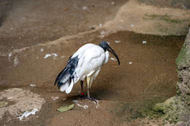 Toronto Hayvanat Bahçesindeki Kutsal Ibis Manzarası.