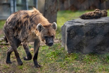 Toronto Hayvanat Bahçesi 'ndeki Benekli sırtlan manzarası.