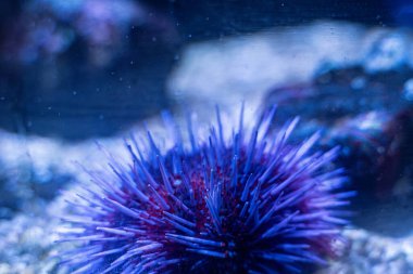Toronto Hayvanat Bahçesi 'nde mor deniz kestanesi manzarası.
