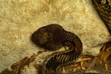 View of Timber rattlesnake at the Toronto Zoo. clipart