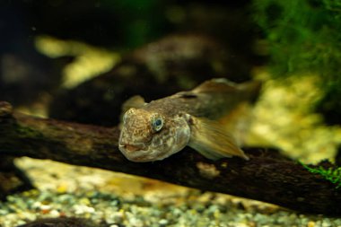 Toronto Hayvanat Bahçesi 'ndeki yuvarlak goby manzarası.