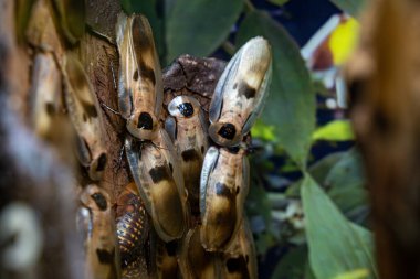Toronto Hayvanat Bahçesi 'nde Brezilya dev hamamböceği manzarası.