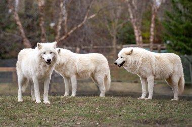 Toronto Hayvanat Bahçesindeki Kutup Kurdu manzarası.