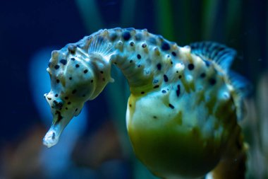 Toronto Hayvanat Bahçesindeki Deniz Atının Manzarası.