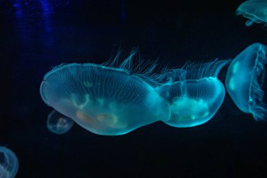 View of Jellyfish at the Toronto Zoo. clipart