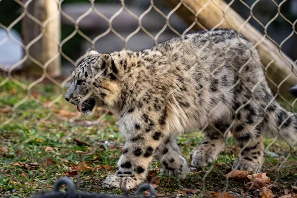 Toronto Hayvanat Bahçesindeki Kar Leoparı Manzarası.