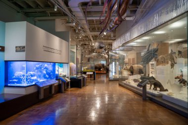 Toronto 'daki Royal Ontario Müzesi' nin (ROM) iç manzarası. Kraliyet Ontario Müzesi bir sanat, dünya kültürü ve doğa tarihi müzesidir. Toronto, Kanada - 2 Ocak 2025.