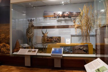 Toronto 'daki Royal Ontario Müzesi' nin (ROM) iç manzarası. Kraliyet Ontario Müzesi bir sanat, dünya kültürü ve doğa tarihi müzesidir. Toronto, Kanada - 2 Ocak 2025.