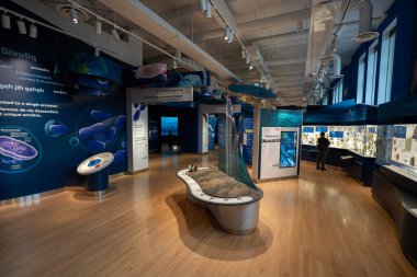 Toronto 'daki Royal Ontario Müzesi' nin (ROM) iç manzarası. Kraliyet Ontario Müzesi bir sanat, dünya kültürü ve doğa tarihi müzesidir. Toronto, Kanada - 2 Ocak 2025.