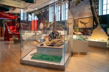 Toronto 'daki Royal Ontario Müzesi' nin (ROM) iç manzarası. Kraliyet Ontario Müzesi bir sanat, dünya kültürü ve doğa tarihi müzesidir. Toronto, Kanada - 2 Ocak 2025.