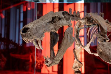 Royal Ontario Müzesi 'ndeki dinozor iskeleti. Toronto, Kanada - 2 Ocak 2025.