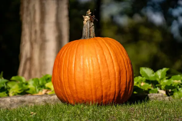 Bahçede turuncu bir balkabağı manzarası.