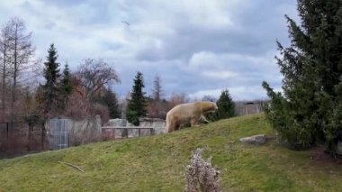 Toronto Hayvanat Bahçesi 4K