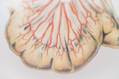 Anatomik bir illüstrasyonda ince bağırsağın mesenterisi.