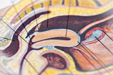 Anatomik bir illüstrasyonda Rahim Korpus 'u.