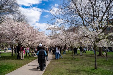 Toronto 'daki Trinity Bellwood Parkı' nda kiraz çiçeği mevsiminin keyfini çıkarıyorlar. Toronto, Kanada - 2 Mayıs 2025.