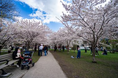 Toronto 'daki Trinity Bellwood Parkı' nda kiraz çiçeği mevsiminin keyfini çıkarıyorlar. Toronto, Kanada - 2 Mayıs 2025.
