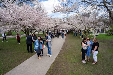 Toronto 'daki Trinity Bellwood Parkı' nda kiraz çiçeği mevsiminin keyfini çıkarıyorlar. Toronto, Kanada - 2 Mayıs 2025.