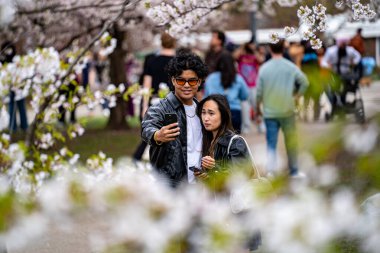 Toronto 'daki Trinity Bellwood Parkı' nda kiraz çiçeği mevsiminin keyfini çıkarıyorlar. Toronto, Kanada - 2 Mayıs 2025.
