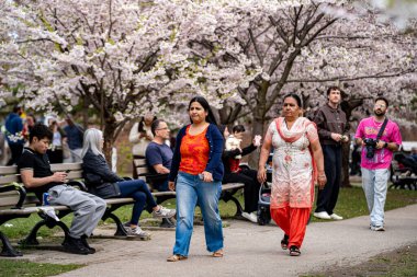 Toronto 'daki Trinity Bellwood Parkı' nda kiraz çiçeği mevsiminin keyfini çıkarıyorlar. Toronto, Kanada - 2 Mayıs 2025.