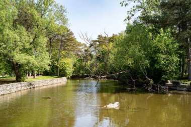 Yüksek Park Toronto 'da Serene Pond Manzarası.