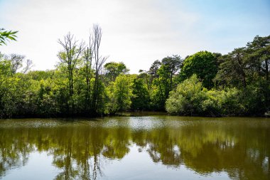 Yüksek Park Toronto 'da Serene Pond Manzarası.