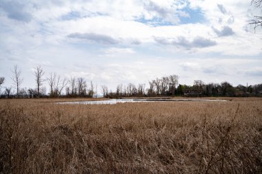 Mississauga 'daki Rattray Bataklığı Koruma Alanı.