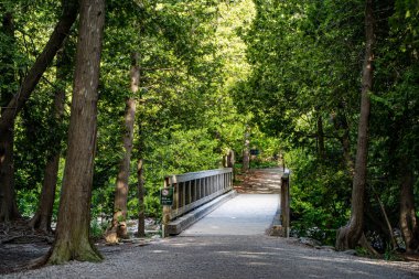 Tobermory 'deki Bruce Yarımadası Ulusal Parkı' ndaki patika görüntüsü.