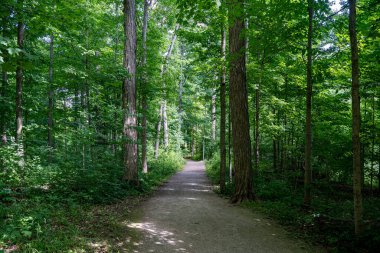 Oakville 'deki Bronte Creek İl Parkı' ndaki patikanın görüntüsü.
