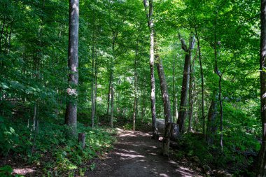 Oakville 'deki Bronte Creek İl Parkı' ndaki patikanın görüntüsü.