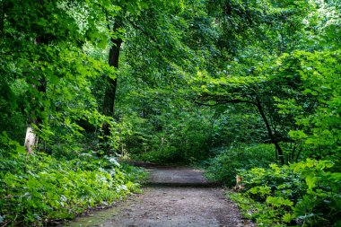 Oakville 'deki Bronte Creek İl Parkı' ndaki patikanın görüntüsü.