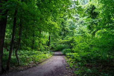 Oakville 'deki Bronte Creek İl Parkı' ndaki patikanın görüntüsü.
