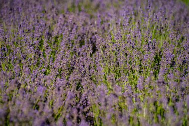 Bir tarlada açan lavanta çiçeklerinin manzarası.