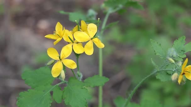 Primer Plano Gran Flor Celidonia Color Amarillo Concepto Planta Medicinal — Vídeos de Stock