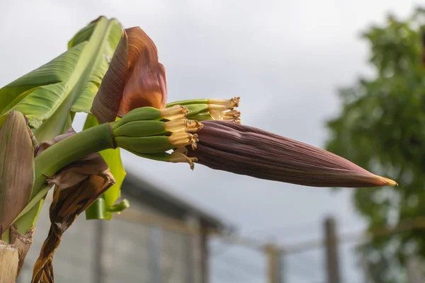 A banana plant with flower spike and some bunches of small bananas close up.