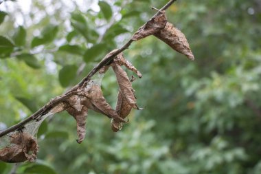 Haşarat konsepti tarafından saldırıya uğrayan ağaç - ve kuru yaprakları var - yeşil doğa arka planı.