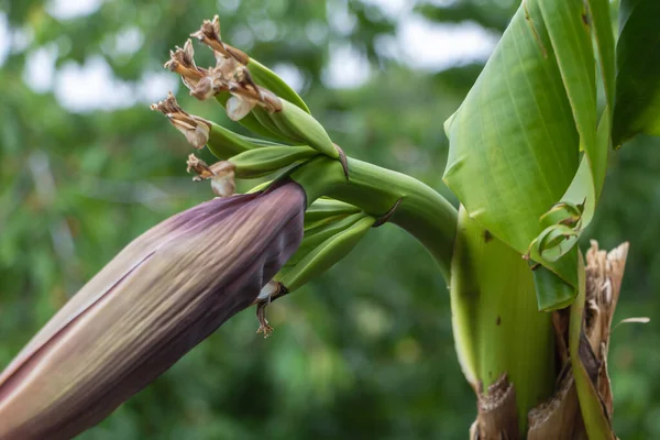 A banana plant with flower spike and some bunches of small bananas close up.