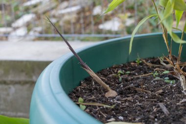 Bambular üzerinde yeni bir filizlenme, bambu konsepti nasıl yetiştirilir?.